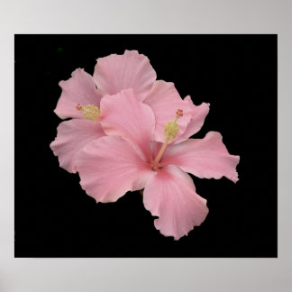 Póster Hibiscus - Pink Angel suave