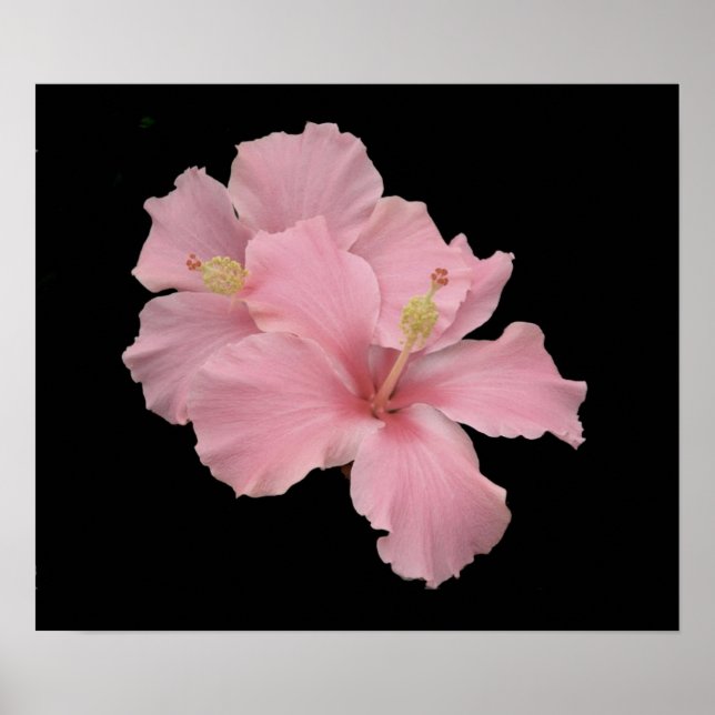 Póster Hibiscus - Pink Angel suave (Frente)