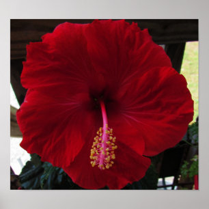 Póster Hibiscus Rojo
