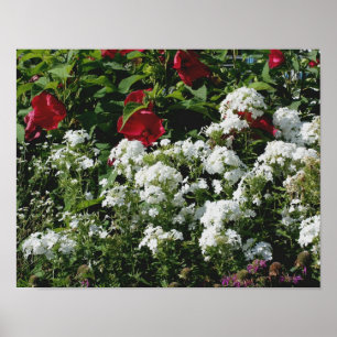 Póster Hibiscus Rojo Y Jardín De Flores De Flox Blanco