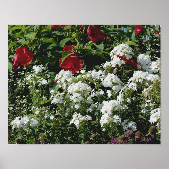 Póster Hibiscus Rojo Y Jardín De Flores De Flox Blanco (Frente)