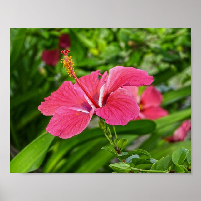 Póster Hibiscus rosado oscuro (Frente)