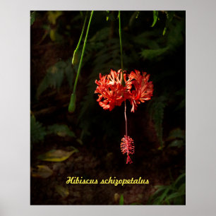 Póster Hibiscus schizopetalus - Linterna japonesa