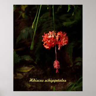 Póster Hibiscus schizopetalus - Linterna japonesa