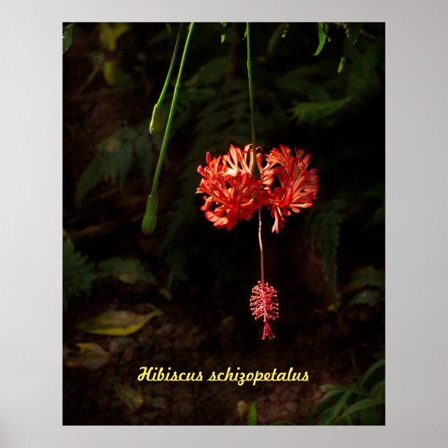 Póster Hibiscus schizopetalus - Linterna japonesa (Frente)