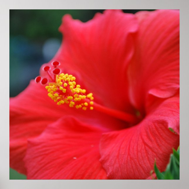 Póster Hibiscus sun (Frente)