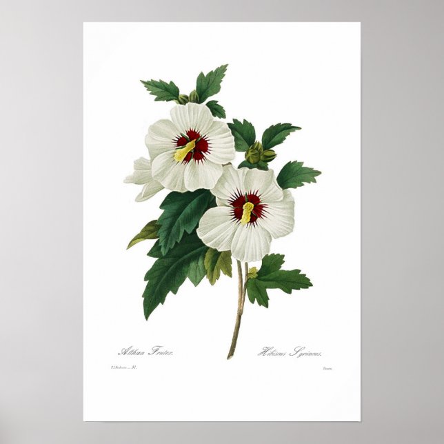 Póster Hibiscus syriacus (Frente)