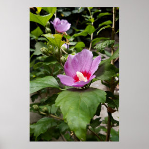 Póster Hibiscus syriacus Aphrodite Arbusto, rosa Floració