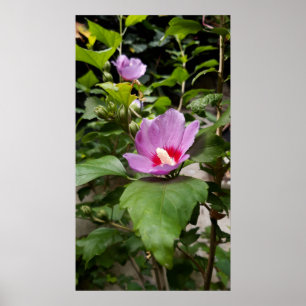 Póster Hibiscus syriacus Aphrodite Shrub , Bloom rosa