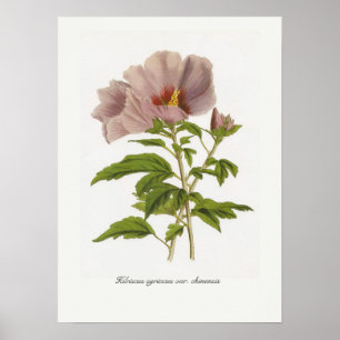 Póster Hibiscus syriacus var. chinensis