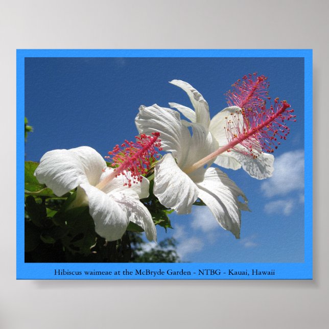 Póster Hibiscus waimeae en McBryde Garden - NTBG - Kauai (Frente)