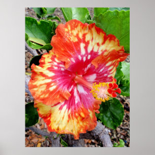 Póster Híbrido hawaiano Hibiscus