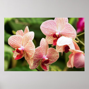 Póster Híbrido Orquídea naranja, Sudáfrica