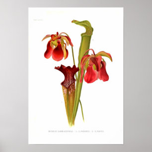 Póster Híbridos del Sarracenia