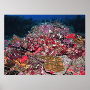 Póster Hidden Scorpionfish
