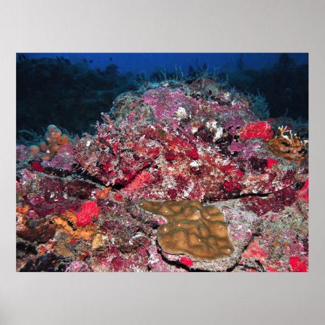 Póster Hidden Scorpionfish (Frente)