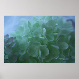 Póster hidrangea 1