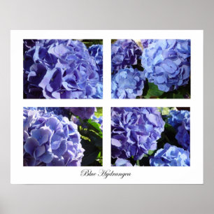 Póster hidrangea azul