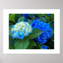 Póster Hidrangea Azul Blooms Fotografía Floral