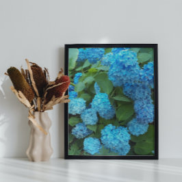 Póster Hidrangea azul florecimiento floral