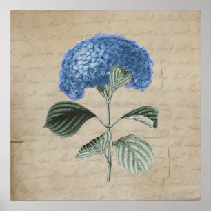 Póster Hidrangea azul vintage sobre pergamino antiguo