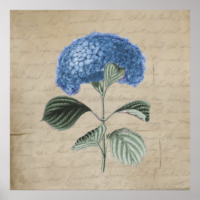 Póster Hidrangea azul vintage sobre pergamino antiguo (Frente)