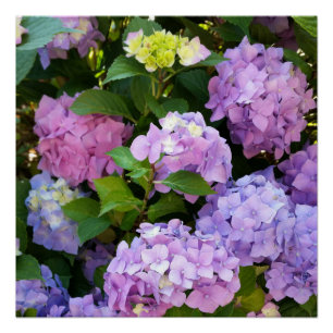 Póster hidrangea colorida