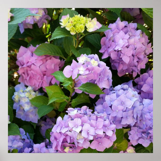 Póster hidrangea colorida (Frente)