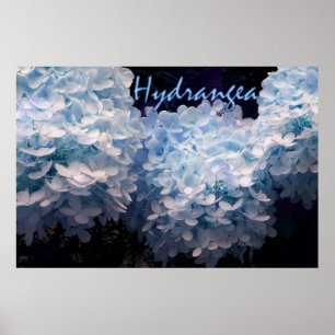 Póster Hidrangea en azul