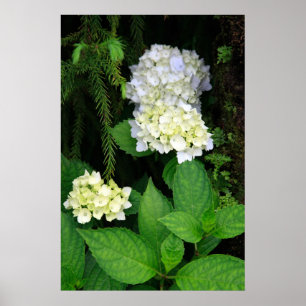 Póster Hidrangea en el bosque