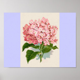 Póster Hidrangea rosa vintage