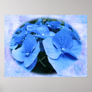 Póster Hidrangeas azules - Poster