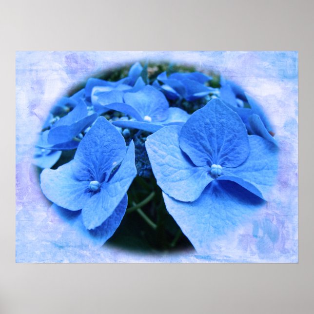 Póster Hidrangeas azules - Poster (Frente)