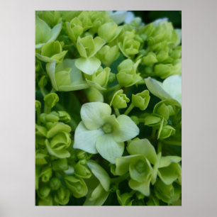 Póster Hidrangeas en verde
