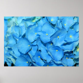Póster Hidrengea azul