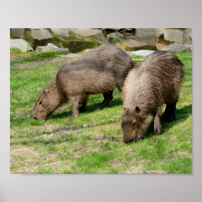 Póster Hidrochaeris de Capybara (Frente)