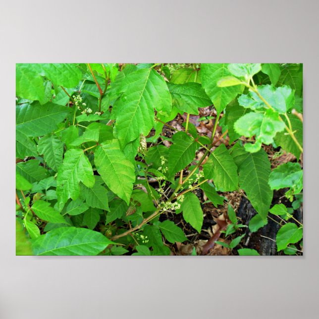 Póster Hiedra envenenada con flores (Frente)