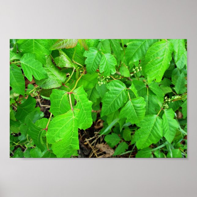 Póster Hiedra venenosa (Frente)