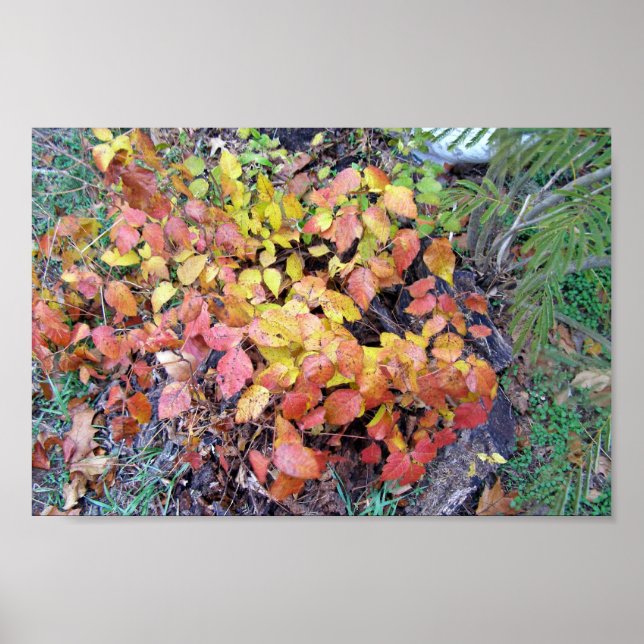 Póster Hiedra venenosa de otoño (Frente)