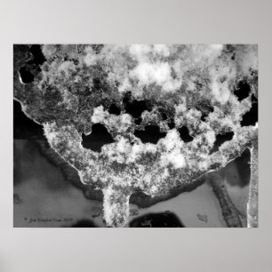 Póster Hielo de lacayo