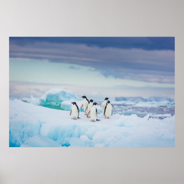 Póster Hielo y nieve | Adelie Penguins Antártida (Frente)