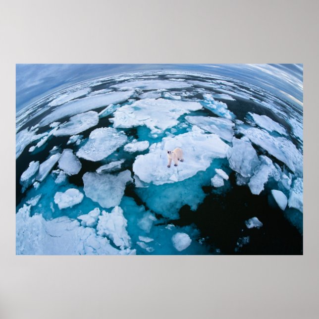 Póster Hielo y nieve | Oso Polar, Océano Ártico, Svalbard (Frente)