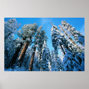 Póster Hielo y nieve Parque nacional Sequoia, Californi