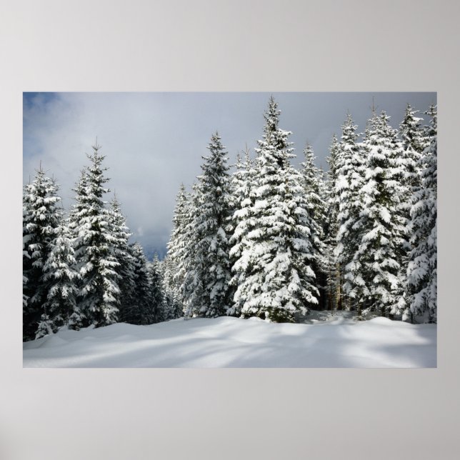 Póster Hielo y nieve | Pine Woodland, Austria (Frente)