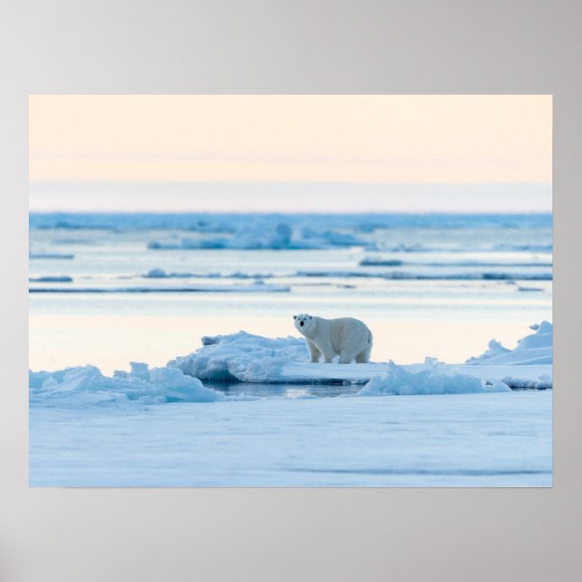 Póster Hielo y nieve | Polar Bear Iceberg Noruega (Frente)