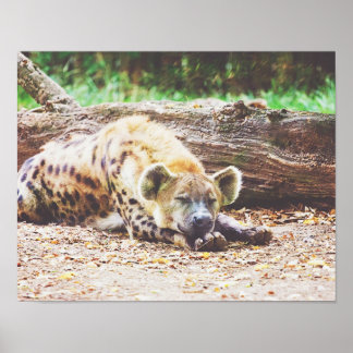 Póster Hiena durmiente, fotografía de vida silvestre