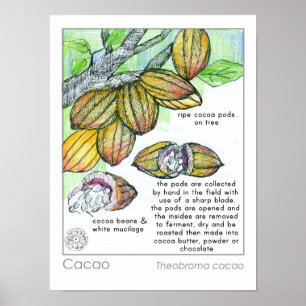 Póster Hierba de la planta de chocolate de cacao