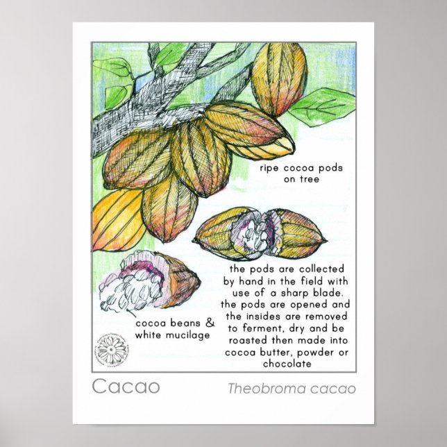 Póster Hierba de la planta de chocolate de cacao (Frente)