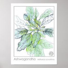 Póster Hierba medicamentosa de la planta de Ashwagahanda