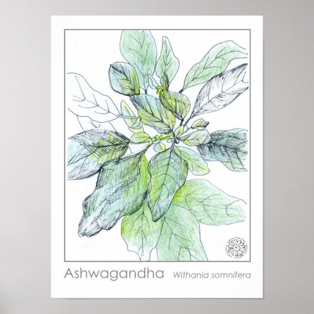 Póster Hierba medicamentosa de la planta de Ashwagahanda (Frente)